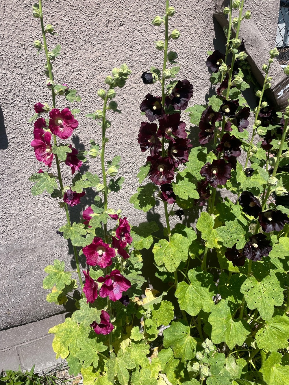 Purple Hollyhock Seeds